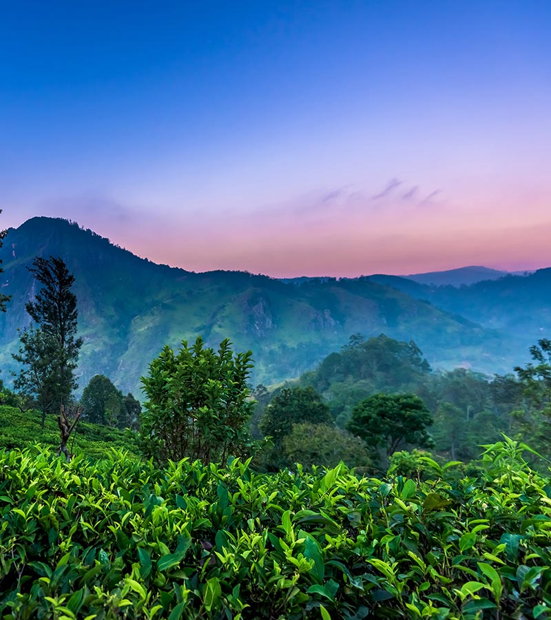 Nuwara Eliya Closed to Visitors Until Further Notice | Sri Lanka ...