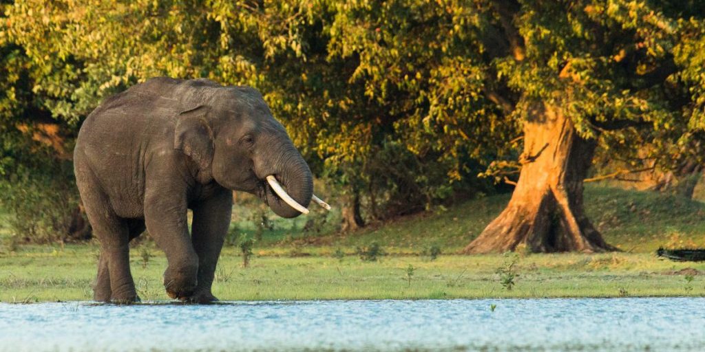 One of Sri Lanka's Key Tourist Attractions; our Wild Elephants, Could ...